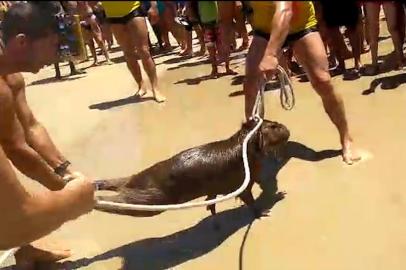  TRAMANDAÍ, RS, BRASIL, 24.01.2018. Capivara é resgatada em Tramandaí.