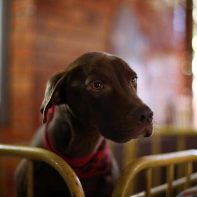  ARROIO DOS RATOS, RS, BRASIL, 22-11-2017. Sítio da Vovó Gi - Lar e Centro de Recuperação de Animais, em Arroio dos Ratos, administrado por Gislane de Bem. (JEFFERSON BOTEGA/AGÊNCIA RBS)