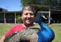 Criatório São Lucas, em Passo de Torres, abriga cisne-negro, pavão-azul-real e minicoelhos