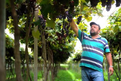  FLORES DA CUNHA, RS, BRASIL 31/01/2018André Molon, 45 anos, produtor de uva orgânica na localidade de Otávio Rocha, interior de Flores da Cunha. (Felipe Nyland/Agência RBS)