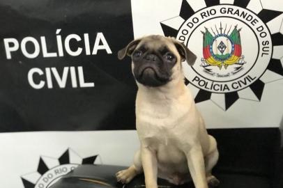 Filhote de cachorro da raça pug furtado em Três Coroas, recuperado pela polícia.