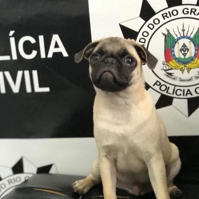 Filhote de cachorro da raça pug furtado em Três Coroas, recuperado pela polícia.