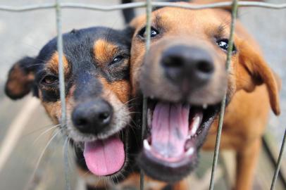  JOINVILLE,SC,BRASIL,22-12-2017.Abrigo animal. Cães Sininho (E) e Pirulito. (Foto:Salmo Duarte/A Notícia)