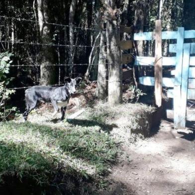 Policial aposentado Edi Paulo Dalbosco encontrou cão perdido em São Francisco de Paula. Cachorro não sai da porteira à espera do dono.