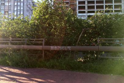 hibisco , hibiscus , pichação , Arroio Dilúvio , Avenida Ipiranga , ciclovia