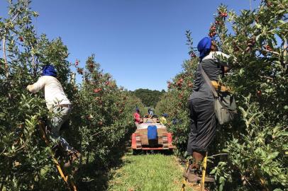 Safristas colhem maçãs em Vacaria, nos Campos de Cima da Serra.