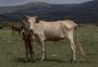 FOTOS: Agricultores lamentam perdas nas lavouras