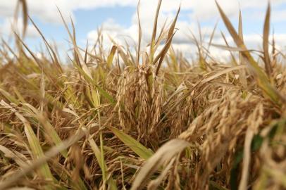  CACHOEIRINHA, RS, BRASIL, 22-02-2018: Material especial para a coluna Campo Aberto sobre a abertura oficial da colheita do arroz na Estação Experimental do Irga, em Cachoeirinha.(CARLOS MACEDO/ AGÊNCIA RBS)