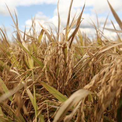  CACHOEIRINHA, RS, BRASIL, 22-02-2018: Material especial para a coluna Campo Aberto sobre a abertura oficial da colheita do arroz na Estação Experimental do Irga, em Cachoeirinha.(CARLOS MACEDO/ AGÊNCIA RBS)