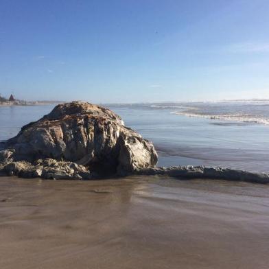  Baleia é encontrada morta na beira-mar de Xangri-lá