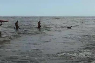 cão é salvo na praia