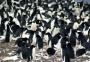 Grupo de 1,5 milhão de pinguins é descoberto na Antártica