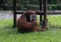 VÍDEO: homem joga bituca acesa em jaula, macaco traga cigarro e imagem gera revolta na web 