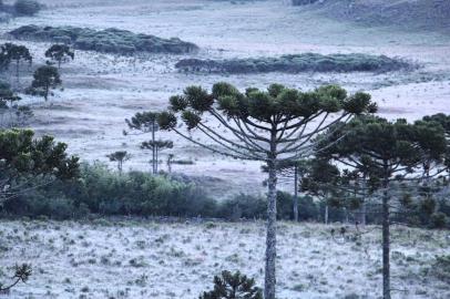  São Joaquim registra nova geada durante o amanhecer do verão 2018 A Cidade de São Joaquim, no alto da Serra Catarinense, voltou a registrar temperaturas amenas, durante o gélido amanhecer desta terça-feira 13 de março, onde a estação local, situada no centro da cidade assinalou seus 1.7º C (Estação Keiser) e a consequência natural disto tudo foi a formação de uma surpreendente geada que cobriu os campos de baixadas da cidade e do interior de São Joaquim. Obs.: Eu Mycchel Hudsonn Legnaghi autorizo o vosso meio de comunicação a utilizar as imagens contidas neste email com as devidas citações de crédito: Imagens Mycchel Hudsonn Legnaghi / São Joaquim Online