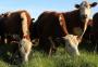 Big data para construir o beef data