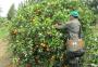 Frutas sem semente no RS: cadeia de citros e de uvas está mais profissionalizada