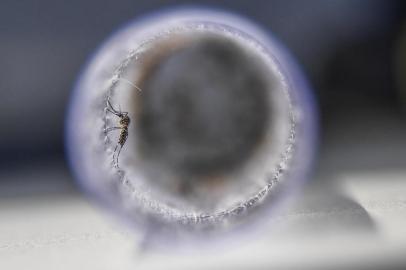  View of Aedes aegypti mosquitoes infected with a bacteria that prevents them from spreading dengue, Zika and chikungunya, before their release at Ilha do Governador in Rio de Janeiro, Brazil, on August 29, 2017.The mosquitoes will infect others in their species, reducing the population which transmits the diseases.   / AFP PHOTO / Apu GomesEditoria: HTHLocal: Rio de JaneiroIndexador: APU GOMESSecao: epidemic and plagueFonte: AFPFotógrafo: STF