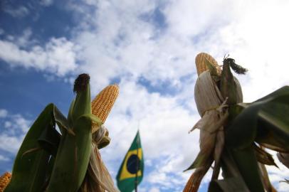  RIO PARDO, RS, BRASIL, 21-03-2018. Expoagro Afubra em Rio Pardo. (FERNANDO GOMES/AGÊNCIA RBS) -