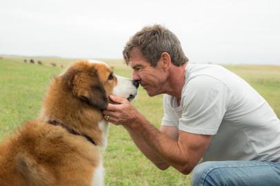 quatro vidas de um cachorro