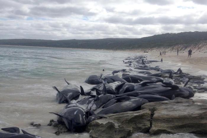 WESTERN AUSTRALIA DEPARTMENT OF / afp