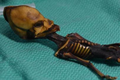 This undated image courtesy of  Dr. Emery Smith show a tiny, mummified skeleton discovery in 2003 in Chiles Atacama Desert, tucked into a leather pouch behind a church.The notion that it was an extra-terrestrial was long ago debunked, but researchers said on March 22, 2018, they have gleaned new insights from a full genetic analysis which showed the skeleton, nicknamed Ata, belonged to an infant girl with a handful of rare gene mutations linked to dwarfism, deformities and apparent premature aging. / AFP PHOTO / HO / TO GO WITH AFP STORY, Tiny Atacama skeleton was girl with bone disease: studyRESTRICTED TO EDITORIAL USE - MANDATORY CREDIT AFP PHOTO / Courtesy of  Dr. Emery Smith - NO MARKETING NO ADVERTISING CAMPAIGNS - DISTRIBUTED AS A SERVICE TO CLIENTS