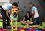 Cãoterapia e cão ouvinte: animais adestrados mudam realidade de moradores da serra gaúcha