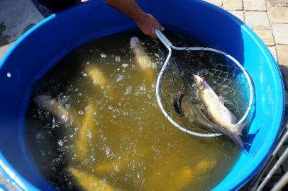 CAXIAS DO SUL, RS, BRASIL, 11/04/2017. A Feira do Peixe Vivo será nos dias 11, 12 e 13 de abril, das 8h às 18h, na Praça das Feiras, no bairro São Pelegrino. (Diogo Sallaberry/Agência RBS)