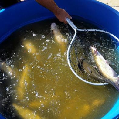 CAXIAS DO SUL, RS, BRASIL, 11/04/2017. A Feira do Peixe Vivo será nos dias 11, 12 e 13 de abril, das 8h às 18h, na Praça das Feiras, no bairro São Pelegrino. (Diogo Sallaberry/Agência RBS)