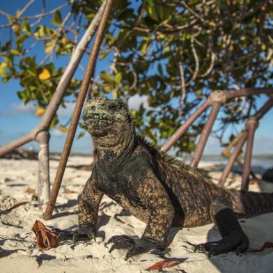 A Galapagos marine iguana (Amblyrhynchus cristatus) sunbathe next to tourists at the Tortuga Bay beach on the Santa Cruz Island in Galapagos, Ecuador, on January 20, 2018.Ecuadors growing tourism threatens the countrys fragile paradises. Galapagos islands, declared a World Natural Heritage by UNESCO, limited tourism clashes with President Lenin Morenos Cielos Abiertos(Open Skies) policy to increase tourism and flight frequency all over the country, including the archipelago.  / AFP PHOTO / Pablo COZZAGLIO / TO GO WITH AFP STORY by Jordi MIRO and VIDEO by Pablo COZZAGLIO