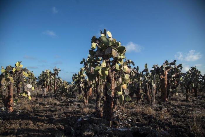 Pablo COZZAGLIO / AFP