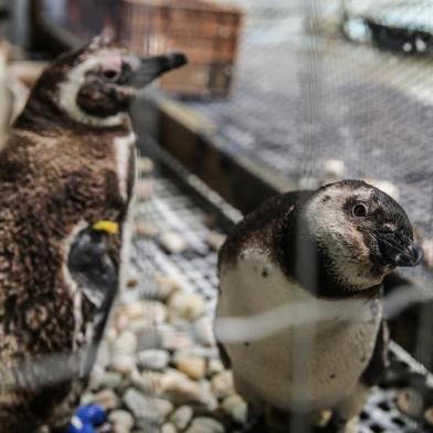  FLORIANOPOLIS, SC, BRASIL, 28/03/2018 - Inauguracao do Centro de Pesquisa e Reabilitacao de Animais Marinhos (CePRAM) no Parque Estadual do Rio Vermelho. Sera um dos maiores centros de reabilitacao de animais marinhos do pais. O projeto deve atender tambem animais terrestres como aves.Local: FlorianÃ³polisIndexador: Betina HumeresFonte: DiÃ¡rio Catarinense