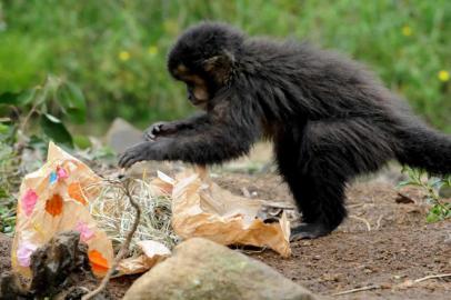 Animais do Gramadozoo ganham presentes de Páscoa