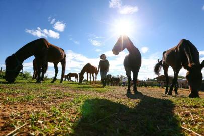  GRAVATAÍ - BRASIL- Ong Chicote Nunca Mais está sem sede para cuidar dos 28 cavalos idosos. Fair Soares, a fundadora, com os cavalos. (FOTOS: LAURO ALVES/AGENCIARBS)