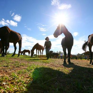  GRAVATAÍ - BRASIL- Ong Chicote Nunca Mais está sem sede para cuidar dos 28 cavalos idosos. Fair Soares, a fundadora, com os cavalos. (FOTOS: LAURO ALVES/AGENCIARBS)