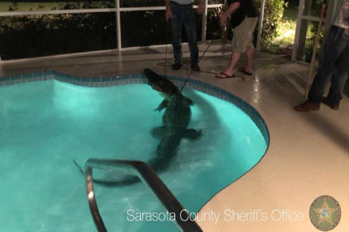 Sarasota County (FL) Sheriff's Office / Facebook / Reprodução