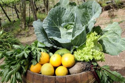  GARIBALDI, 10/10/2016 - Garibaldi lança a Via Orgânica, uma rota turística com participação de 10 propriedades de cultivo orgânico. A Família Mariani, propriedade onde o turista pode montar cesta de frutas, verduras e temperos colhidos diretamente do pé. No local também s~çao produzidos vinhos orgânicos.(Marcelo Casagrande/Agencia RBS)