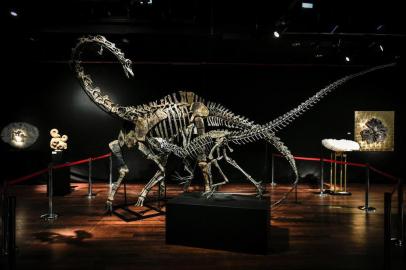  The skeletons two Jurassic age (161-145 million years) dinosaurs, a Diplodocus (back) and an Allosaurus (front) are displayed on April 6, 2018, before being auctioned on April 11 at the Drouot auction house in Paris. / AFP PHOTO / STEPHANE DE SAKUTINEditoria: ACELocal: ParisIndexador: STEPHANE DE SAKUTINSecao: human scienceFonte: AFPFotógrafo: STF