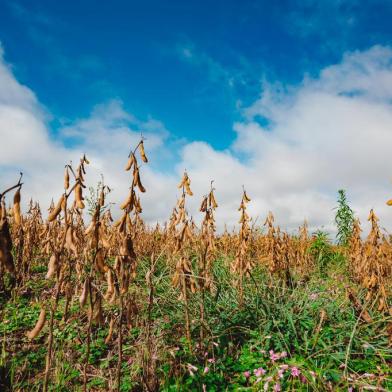  Bagé, RS, BRASIL, 03/04/2018 : Campo e Lavoura - Colheita da Soja - Região Sul. (Omar Freitas/Agência RBS)Indexador: Omar Freitas