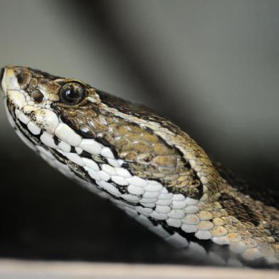  CAXIAS DOS UL, RS, BRASIL, 01/02/2018 - Reportagem sobre o aumento de picadas de animais peçonhentos na Serra. As serpentes venenosas mais comuns na região são a Urutu/Cruzeiro (foto) e a Jararaca. (Marcelo Casagrande/Agência RBS)