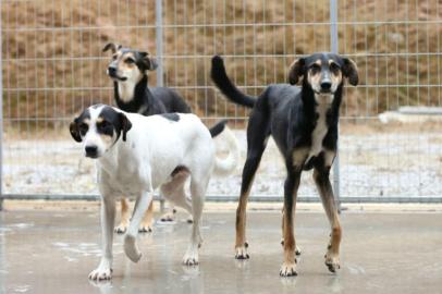 cães, farroupilha, ministério público