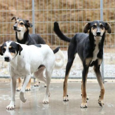 cães, farroupilha, ministério público