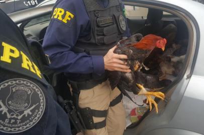  OSÓRIO, RS, BRASIL, 25/04/2018. Cerca de 40 galos foram apreendidos pela Polícia Rodoviária Federal (PRF) na tarde desta quarta-feira (25), em Osório, no Litoral Norte. Conforme a PRF, as aves, em condição de maus tratos, estavam em um Astra. Foto: Divulgação/PRF