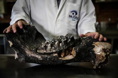  Pescadores de arrasto, uma modalidade de pesca que passa a rede pelo fundo do mar, trouxeram à tona uma das maiores descobertas palentológicas já feitas em Santa Catarina. Resgataram sem querer um pedaço da mandíbula de um mastodonte - espécie de elefante, coberto de pelos, que viveu na América do Sul durante a Era do Gelo, 11 mil anos atrás. A identificação foi feita pelo pesquisador Jules Soto, curador do Museu Oceanográfico da Univali. Na foto: pedaço de mandíbula fossilizada encontrada por pescadores - (FOTO: TIAGO GHIZONI/DIÁRIO CATARINENSE - FLORIANÓPOLIS, SANTA CATARINA, BRASIL - 24/04/2018)