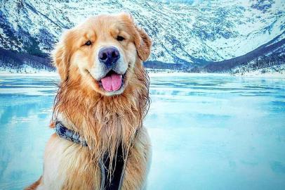 Jesse, morador de BC, largou tudo para percorrer a América Latina em um fusca com seu cachorro, o Shurastey