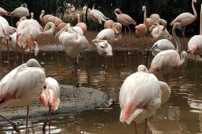 Parque das Aves, em Foz do Iguaçu (PR).