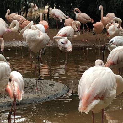 Parque das Aves, em Foz do Iguaçu (PR).