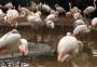 Em Foz do Iguaçu, não deixe de visitar o Parque das Aves