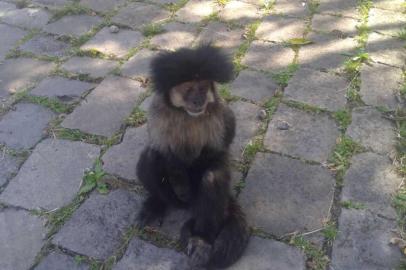 Macaquinho chama a atenção dos funcionários da  Estação de Tratamento de Água (ETA) Parque da Imprensa, localizado no bairro de Lourdes em Caxias do Sul.