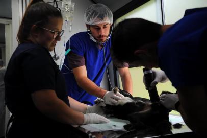  GARIBALDI, RS, BRASIL 05/05/2018Cães e gatos são castrados em ação no Loteamento Fenachamp, a iniciativa é uma parceria entre prefeitura e UCS. (Felipe Nyland/Agência RBS)