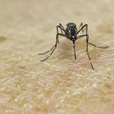 Rios Zika outbreak matches Asian virus: study(FILES) This file photo taken on January 25, 2016 shows an Aedes Aegypti mosquito photographed on human skin in a laboratory of the International Training and Medical Research Training Center (CIDEIM) in Cali, Colombia.  The mosquito-borne Zika virus behind last years outbreak in Rio de Janeiro closely resembles another strain from Asia and may have been introduced by Pacific Island athletes, researchers said April 12, 2016. Their report in the journal PLOS Neglected Tropical Diseases offers the first detailed analysis of the outbreak in a Latin American city, and gives further weight to the hypothesis that Zika may have been brought to Brazil by foreign visitors who came to compete in a canoe championship in late 2014. / AFP PHOTO / LUIS ROBAYOEditoria: HTHLocal: CaliIndexador: LUIS ROBAYOSecao: epidemic and plagueFonte: AFPFotógrafo: STR